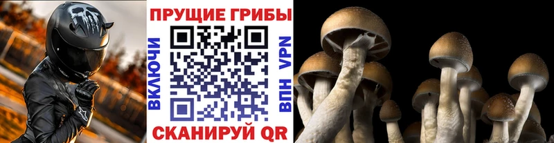 Псилоцибиновые грибы Psilocybe Всеволожск